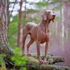 Aesthetic Weimaraner Dog Diamond Paintings