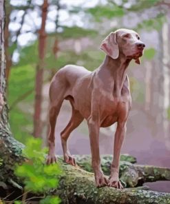 Aesthetic Weimaraner Dog Diamond Paintings