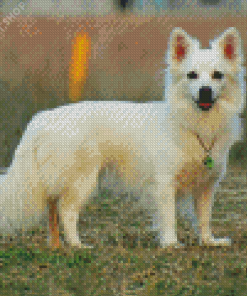 Aesthetic Spitz Dog Art Diamond Paintings