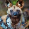 African Hunting Dog Animal Diamond Paintings