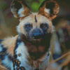 African Hunting Dog Animal Diamond Paintings