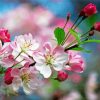 Apple Blossoms Flowers Diamond Paintings