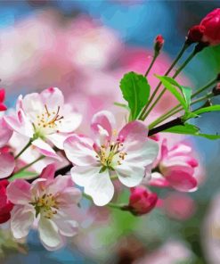 Apple Blossoms Flowers Diamond Paintings