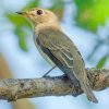 Asian Brown Flycatcher Diamond Paintings