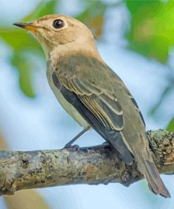 Asian Brown Flycatcher Diamond Paintings