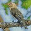 Asian Brown Flycatcher Diamond Paintings