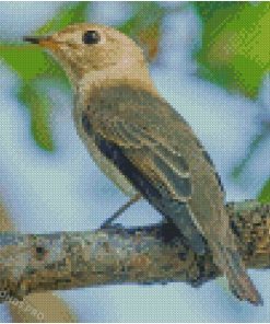 Asian Brown Flycatcher Diamond Paintings