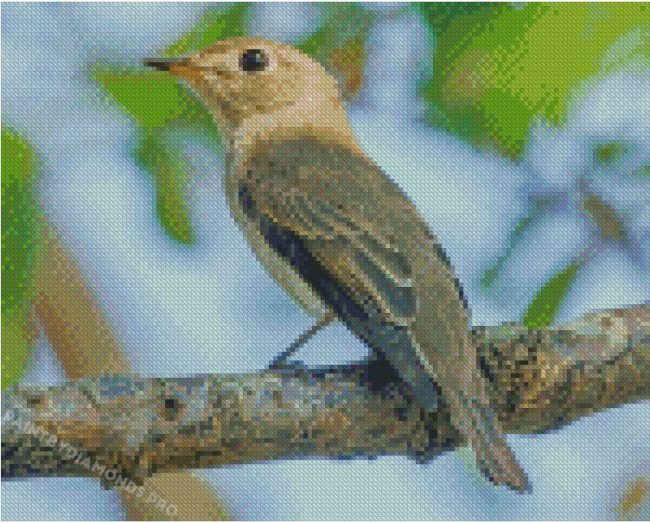 Asian Brown Flycatcher Diamond Paintings