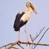 Asian Openbill Diamond Paintings