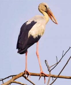 Asian Openbill Diamond Paintings