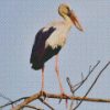 Asian Openbill Diamond Paintings