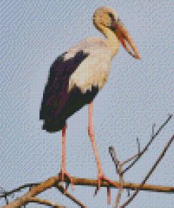 Asian Openbill Diamond Paintings