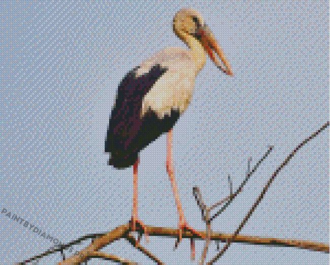 Asian Openbill Diamond Paintings