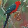 Australian King Parrot Bird Diamond Paintings