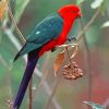 Australian King Parrot Bird Diamond Paintings