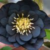 Black Hellebore Diamond Paintings