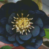 Black Hellebore Diamond Paintings