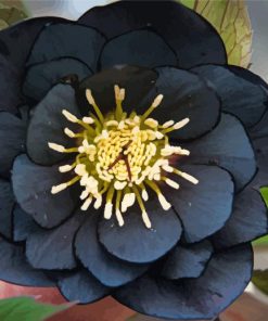 Black Hellebore Diamond Paintings