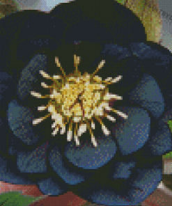 Black Hellebore Diamond Paintings