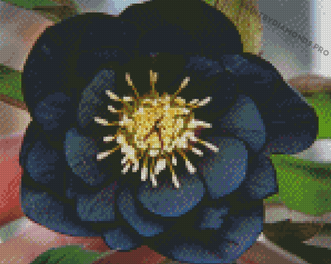 Black Hellebore Diamond Paintings