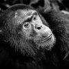 Black And White Chimpanzee Diamond Paintings