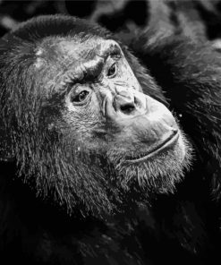 Black And White Chimpanzee Diamond Paintings