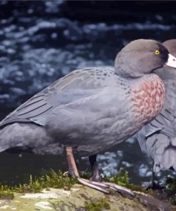 Blue Duck Birds Diamond Paintings