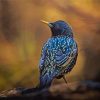 Blue Starling Diamond Paintings