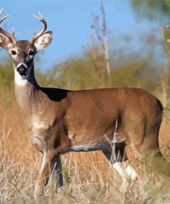 Buck Deer Diamond Paintings