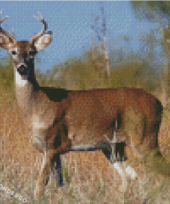 Buck Deer Diamond Paintings