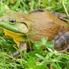 Bull Frog Diamond Paintings