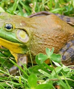 Bull Frog Diamond Paintings