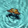 Butterfly On Water Diamond Paintings