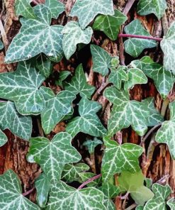 Climbing Ivy Plant Diamond Painting