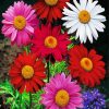 Colorful Daisies Flowers Diamond Paintings