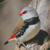 Diamond Firetail On A Tree Diamond Paintings