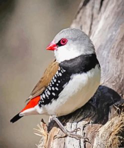 Diamond Firetail On A Tree Diamond Paintings