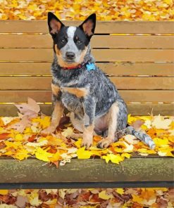 Dog On Autumn Bench Diamond Paintings