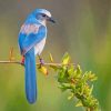 Florida Scrub Jay Portrait Diamond Paintings