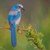 Florida Scrub Jay Portrait Diamond Paintings