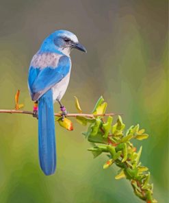 Florida Scrub Jay Portrait Diamond Paintings