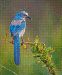 Florida Scrub Jay Portrait Diamond Paintings