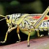 Grasshopper Insect Diamond Paintings