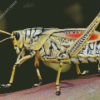 Grasshopper Insect Diamond Paintings