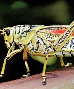 Grasshopper Insect Diamond Paintings