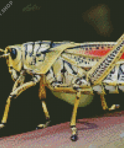 Grasshopper Insect Diamond Paintings