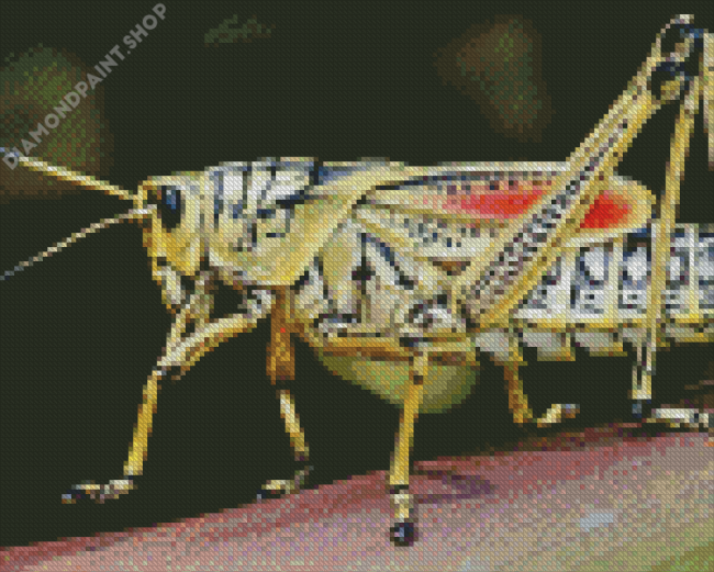 Grasshopper Insect Diamond Paintings