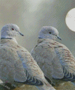 Gray Doves Diamond Paintings