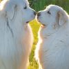 Great Pyrenees Dogs Lovers Diamond Paintings