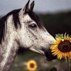 Horse With Sunflowers Diamond Paintings